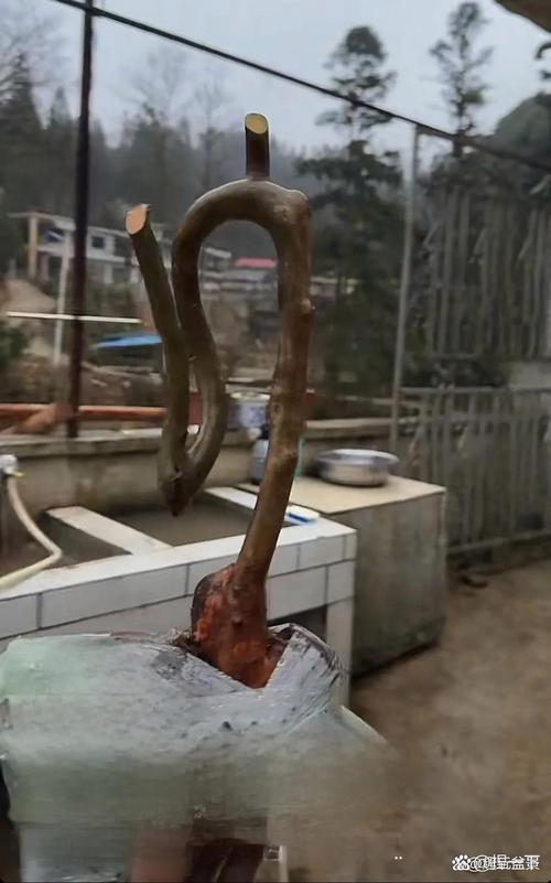 木制藝術品制作_木頭創意藝術品圖片_云南旅游奇遇