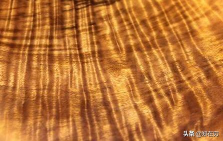 比黃金還貴的木頭_金絲楠木價值_江西野生金絲楠木群