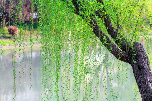 好木材有哪些_傳統(tǒng)木頭砧板種類_天然木頭砧板