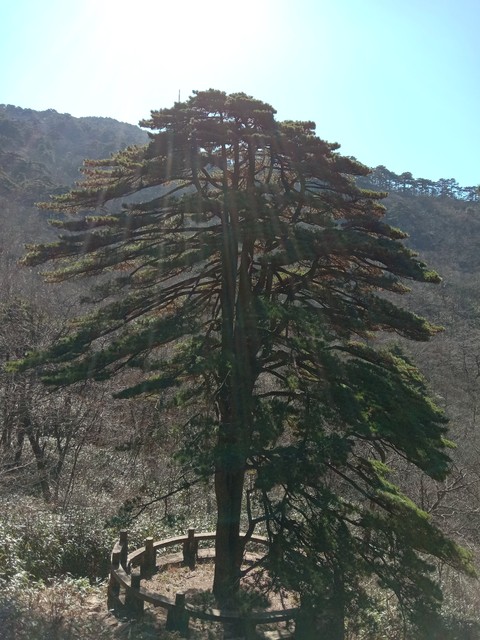 好木材有哪些_茶條槭拐杖_榆木拐杖