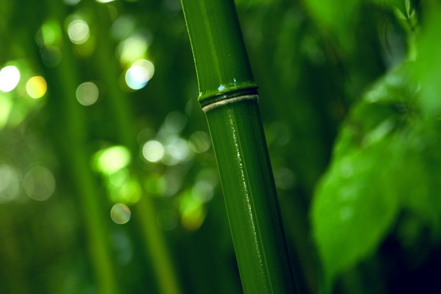 茶條槭拐杖_榆木拐杖_好木材有哪些